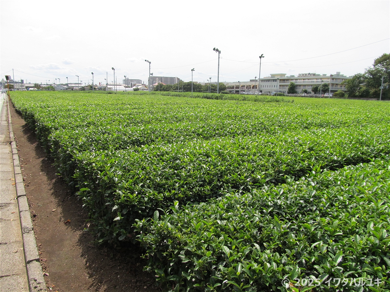 狭山茶の茶畑