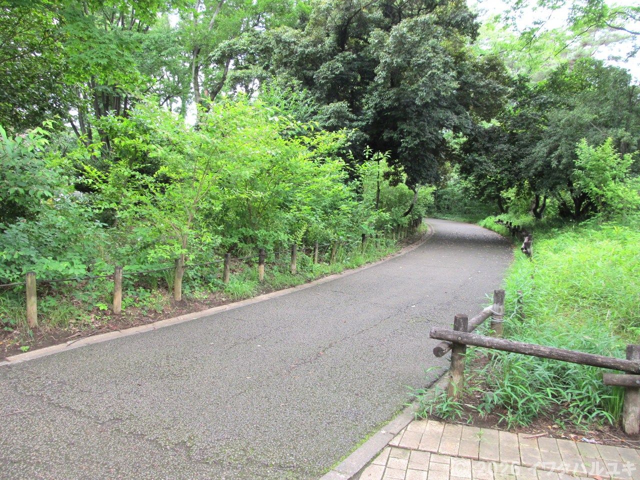 公園内の遊歩道